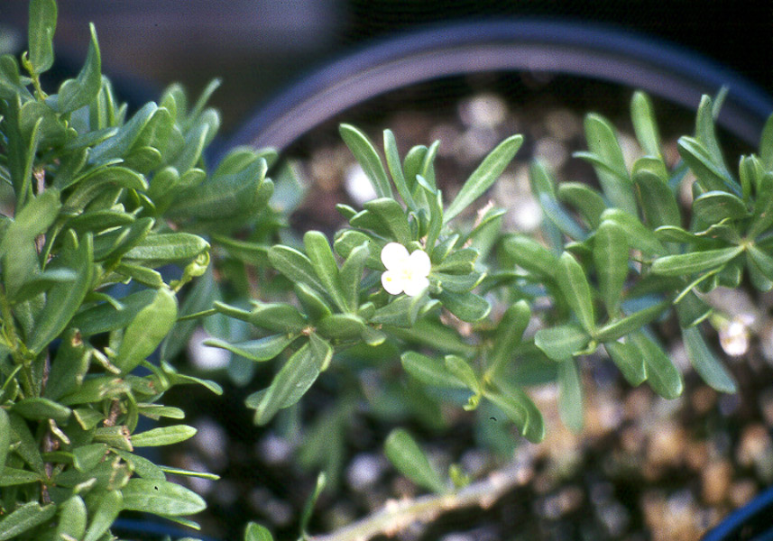 Hawaii Horticulture More Hawaiian Plants as Ground Covers Ground