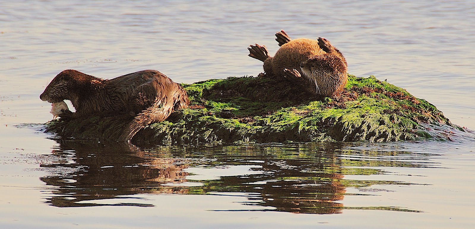 Buzz's Marine Life of Puget Sound: Spring River Otter Activity