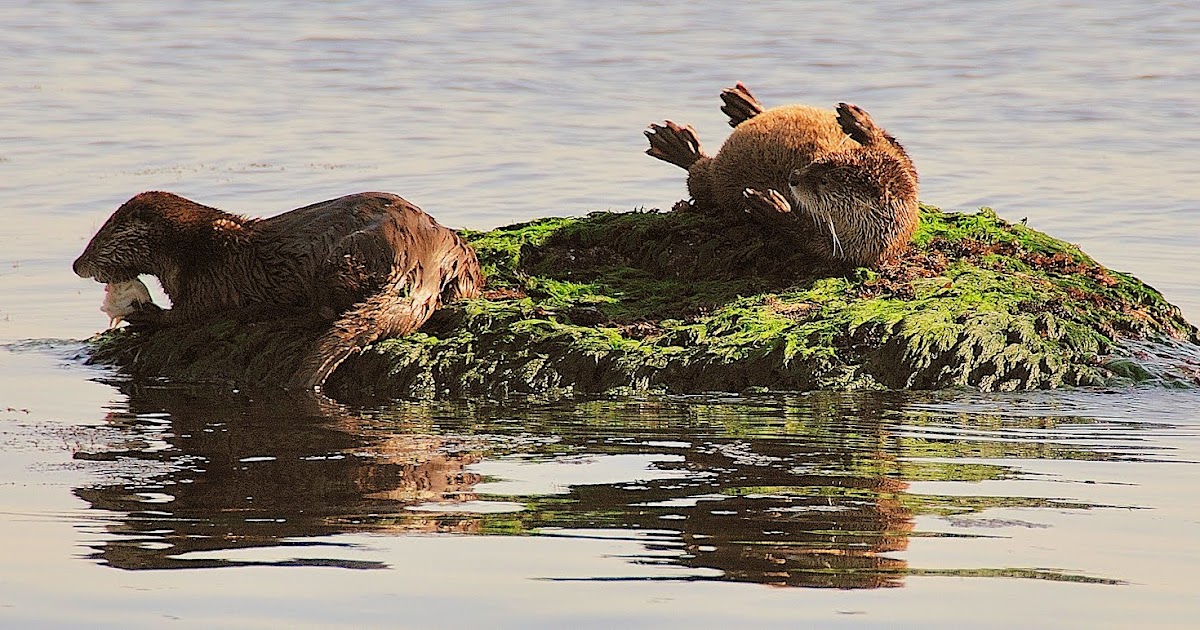 Buzz's Marine Life of Puget Sound: Spring River Otter Activity