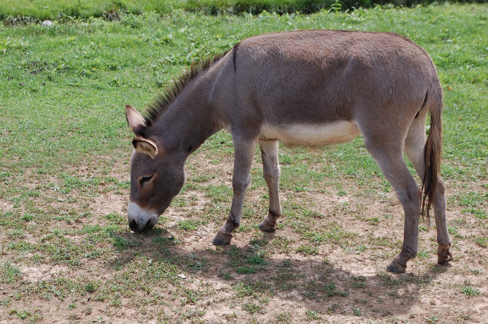 Urban Wildlife Guide Amish Mules