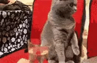 cat gifs, funny cat gif, adorable cats