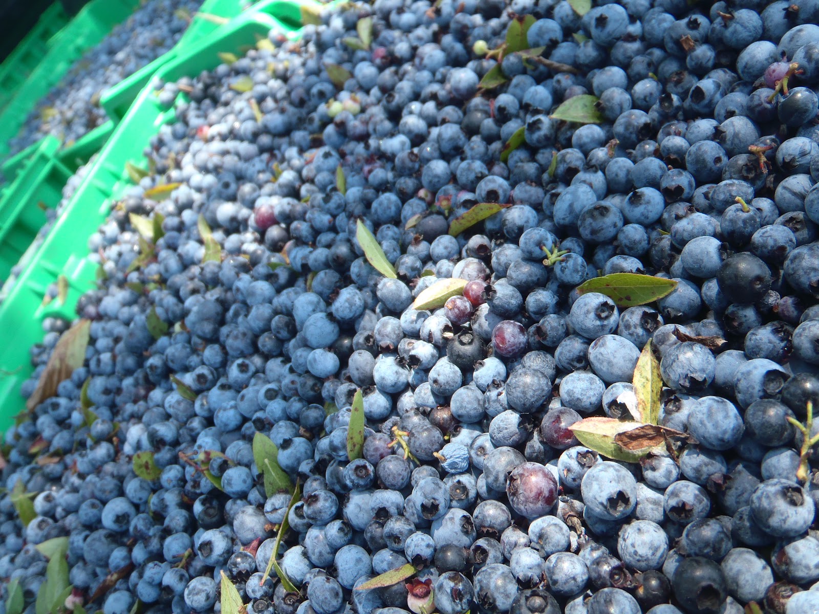 Have You Ever Picked A Carrot? Rhizome Clones The proliferation of a