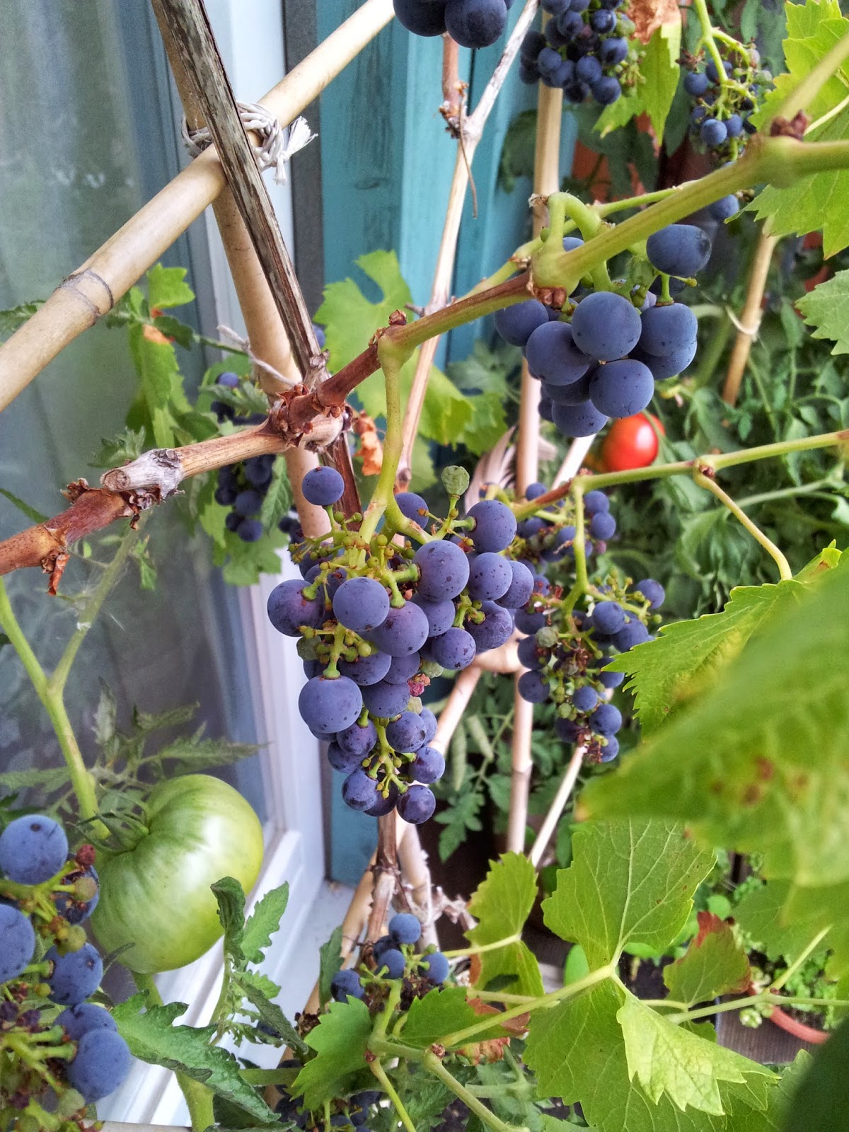 Balkonernte Ein Balkongärtner baut Gemüse auf dem Balkon an.