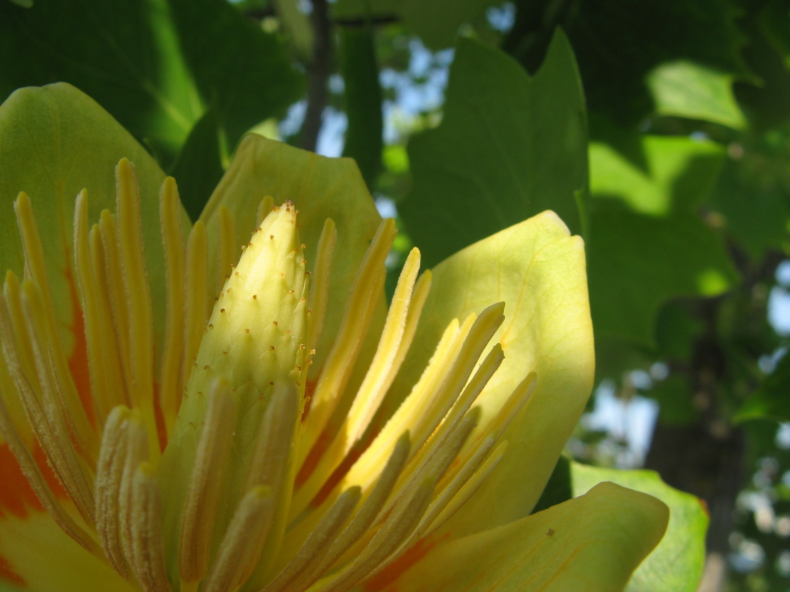 verderame l'albero dei tulipani
