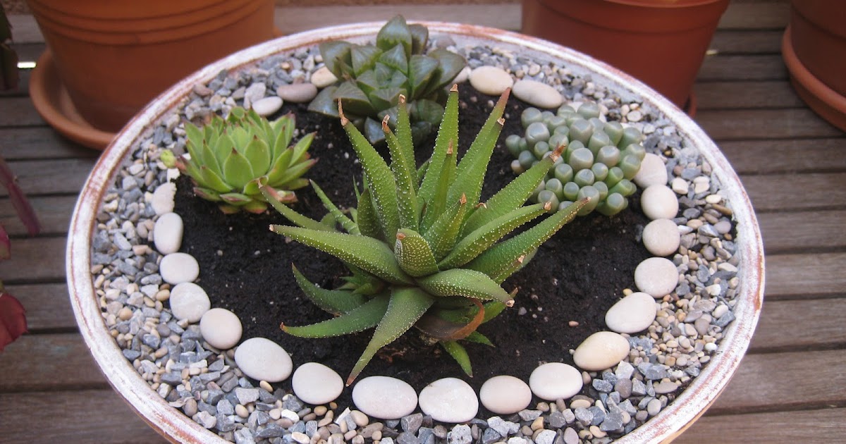 Malena Valcárcel original Art: Pequeño jardín Zen con suculentas