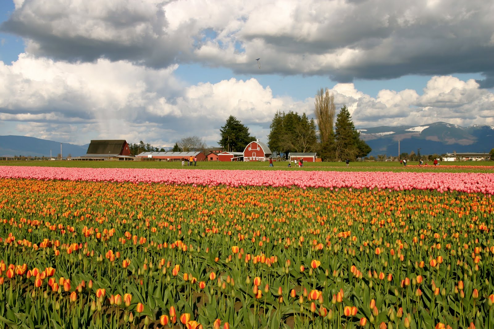 101 Uses for a Cardboard Box Spring Refresh