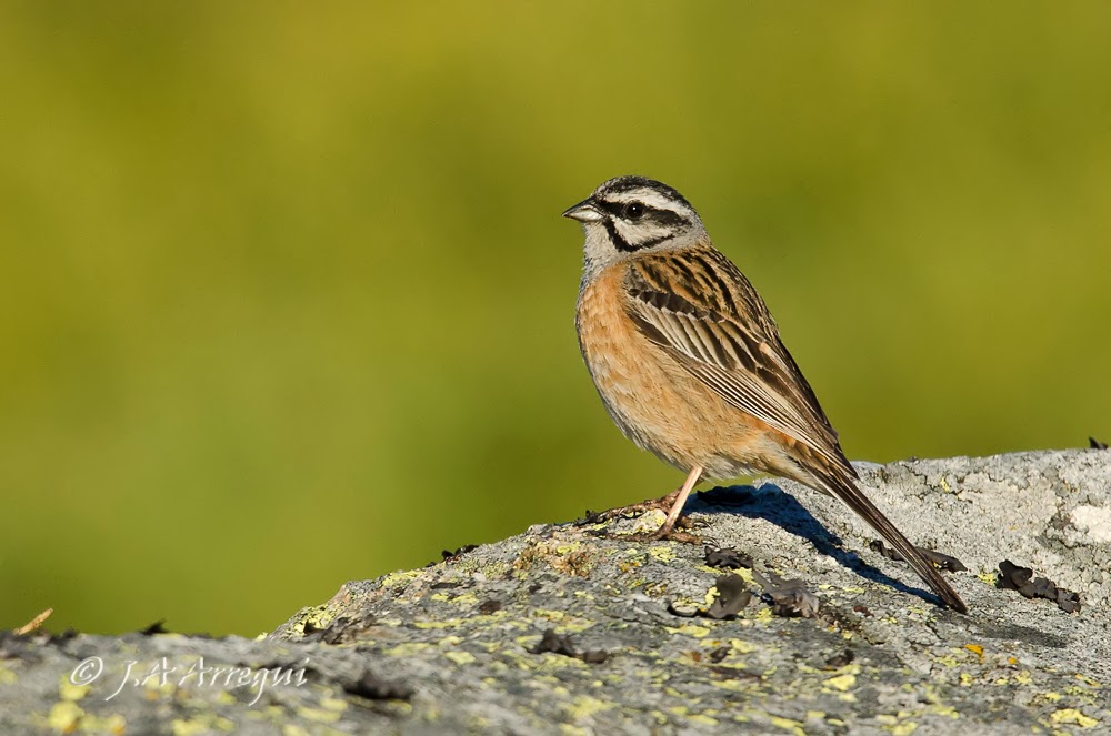Escribano montesino, Emberiza cia, Rock Bunting