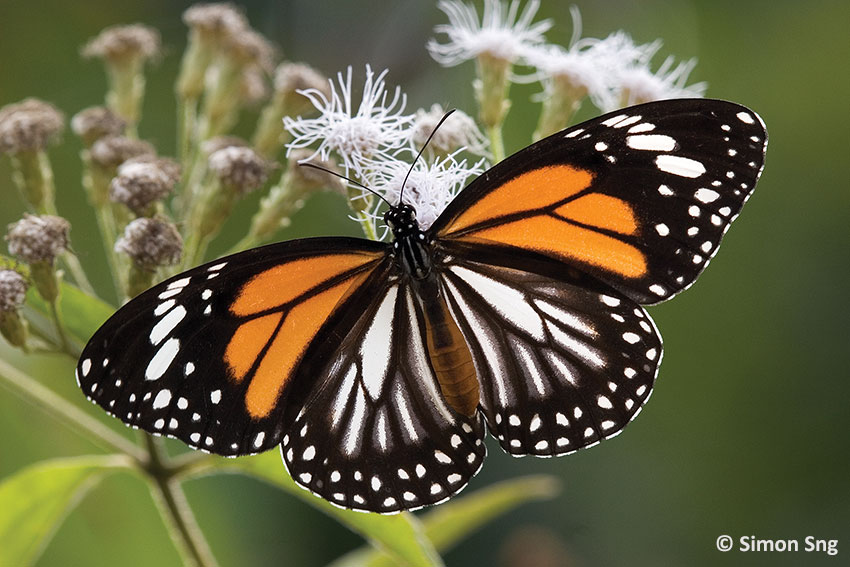 Image result for Black Veined Tiger