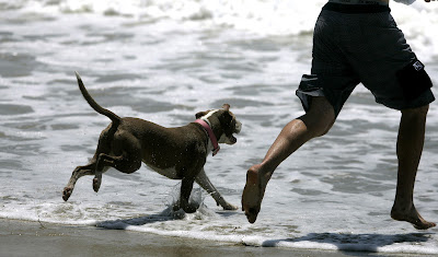 狗去海滩后就不舒服，为什么？海滩游玩的狗