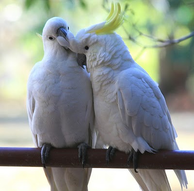 Resultado de imagem para gif dois passarinhos se beijando