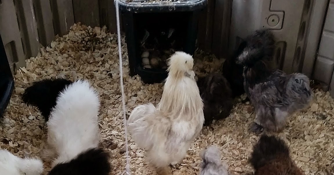 Murano Chicken Farm How much does it cost to raise chickens?