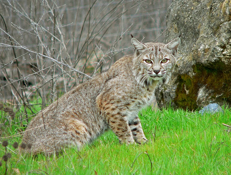 Bob Cats Animals Information & Latest Pictures All Wildlife Photographs