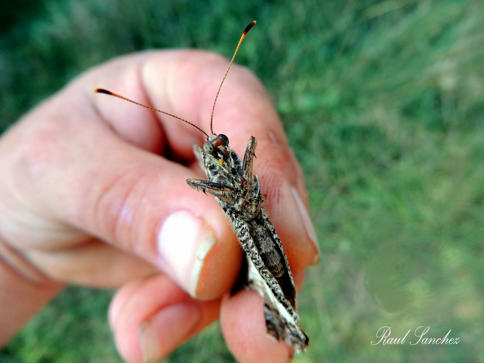 Mariposa Rey Moro