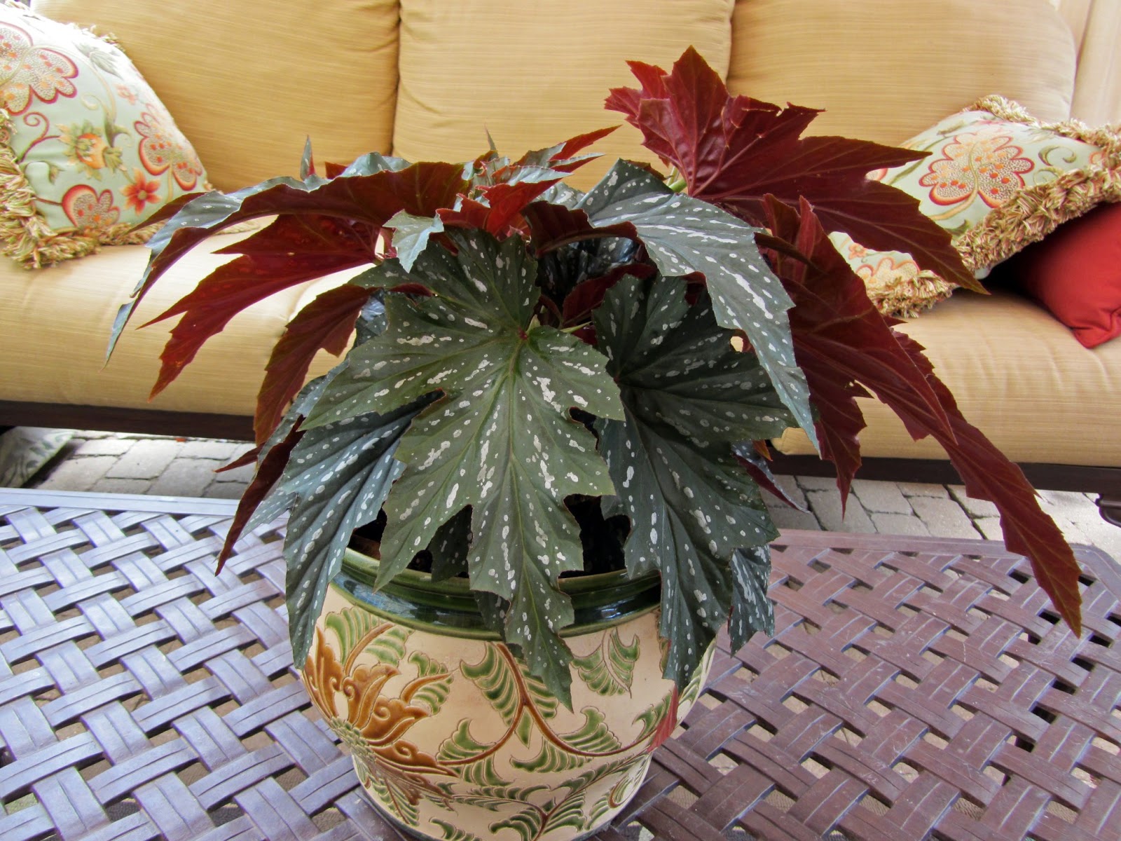 Gatsbys Gardens: Containers - The Year Of The Begonia