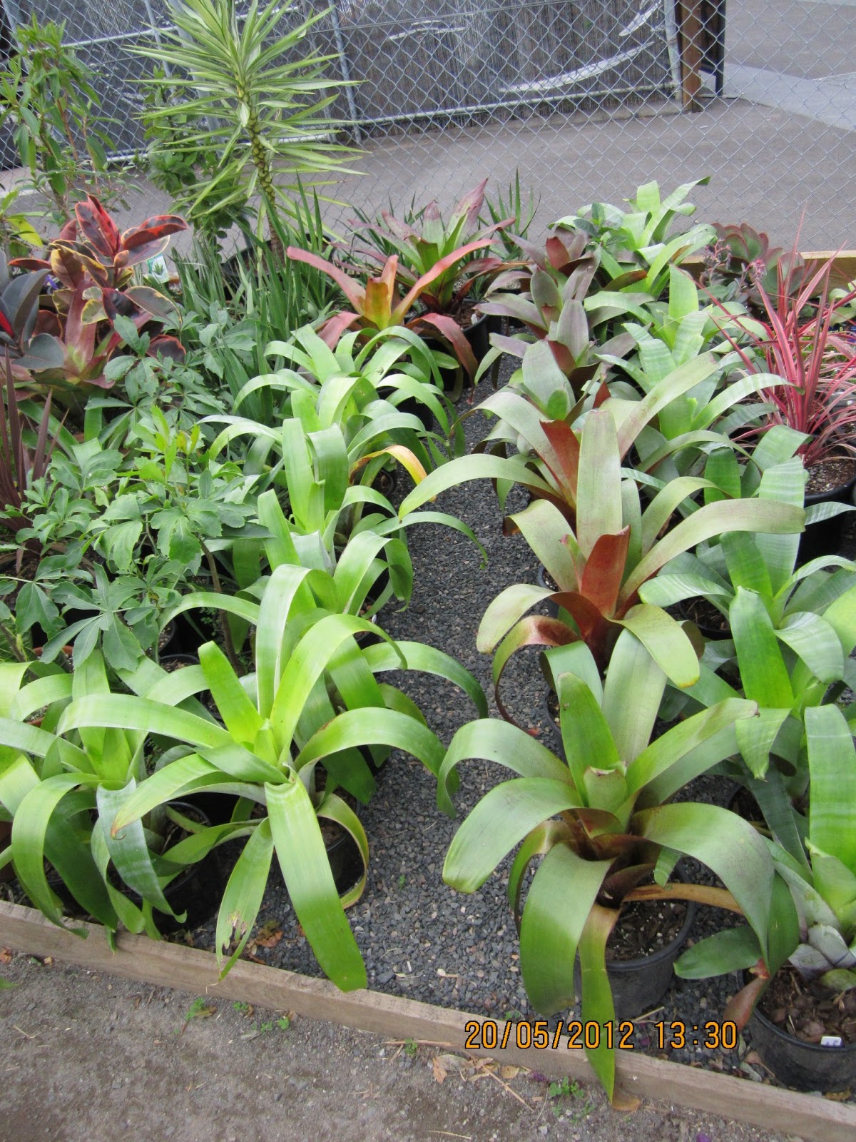 The Niche Nursery More Plants From The Niche...............