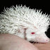 Mengenal Landak Mini / HEDGEHOG