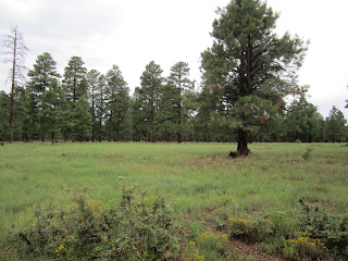 2013+Arizona+Unit+9+Archery+and+Early+Rifle+Elk+Hunting+Forecast+with+Colburn+and+Scott+Outfitters+2.JPG