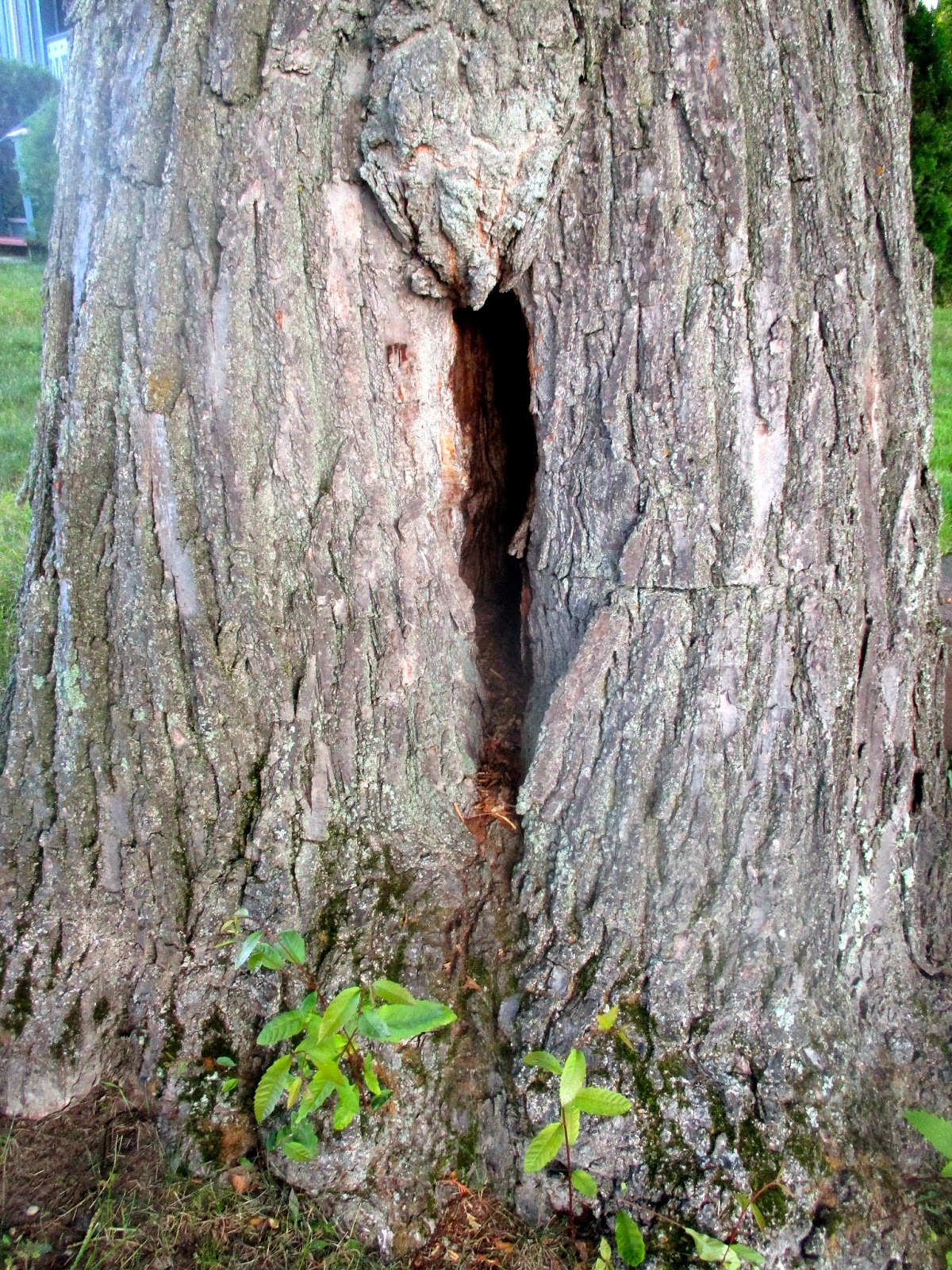 Art's Bayfield Almanac BAYFIELD'S RARE AND ENDANGERED AMERICAN