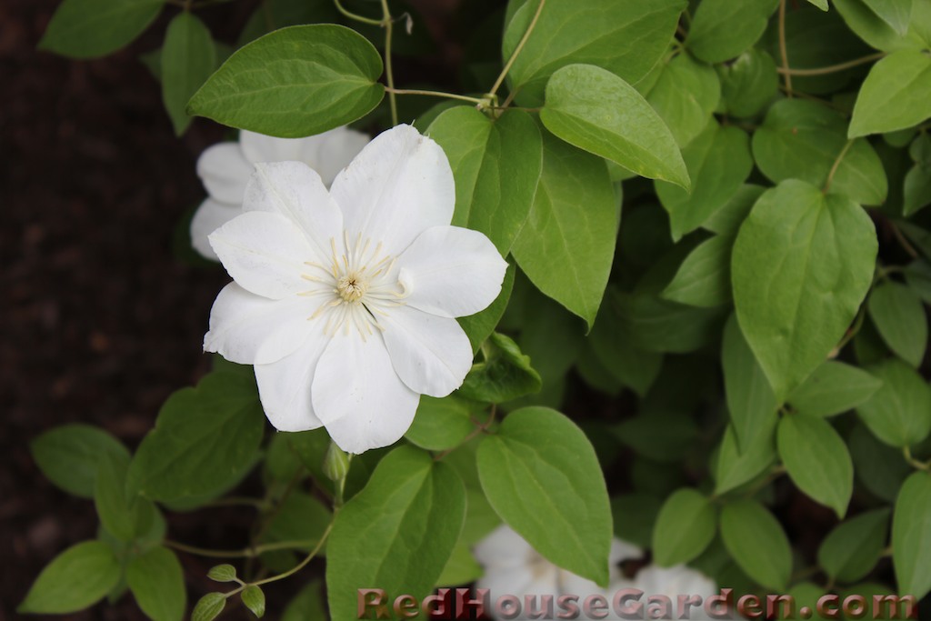 Beechwood Landscape Architecture And Construction Day Of The Buddleia