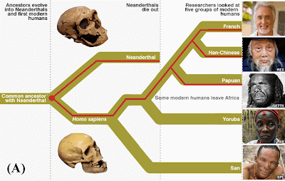 Neanderthal_Sapiens_Interbreeding2.GIF