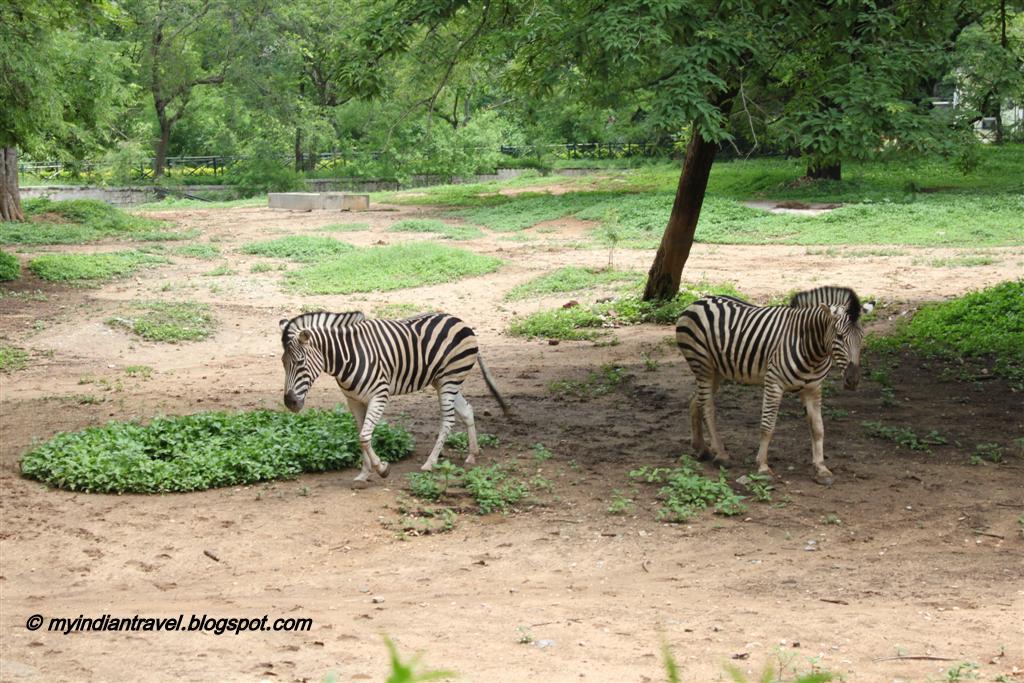 My India Travel: Mysore Zoo - Zebra