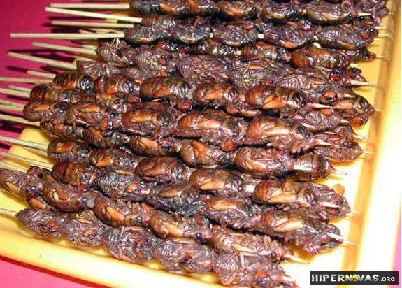 [EQUADOR SUPERIOR] Equatorianos se alimentam de churrasquinho de larva de Besouro. Disgusting+chinese+food+comida+chinesa+nojenta+%25285%2529