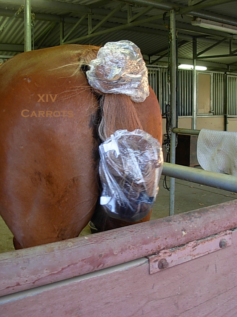 Fourteen Carrots Hot Oil Treatment for the Equine Tail