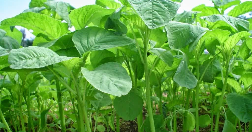 Cara Budidaya Bayam Cara Budidaya