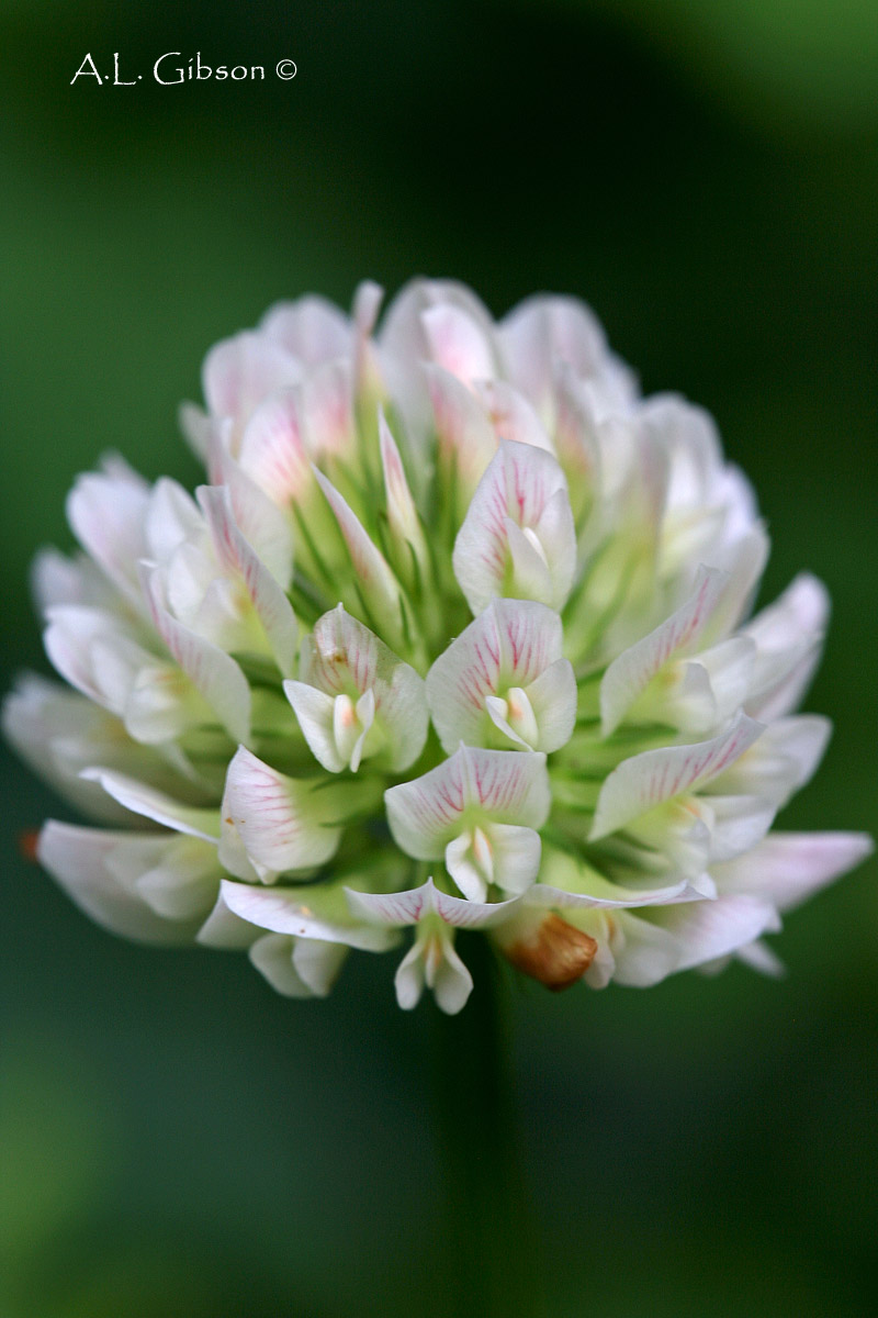 The Buckeye Botanist Running Buffalo Clover, Orchids and a Native Honeysuckle, Oh My!
