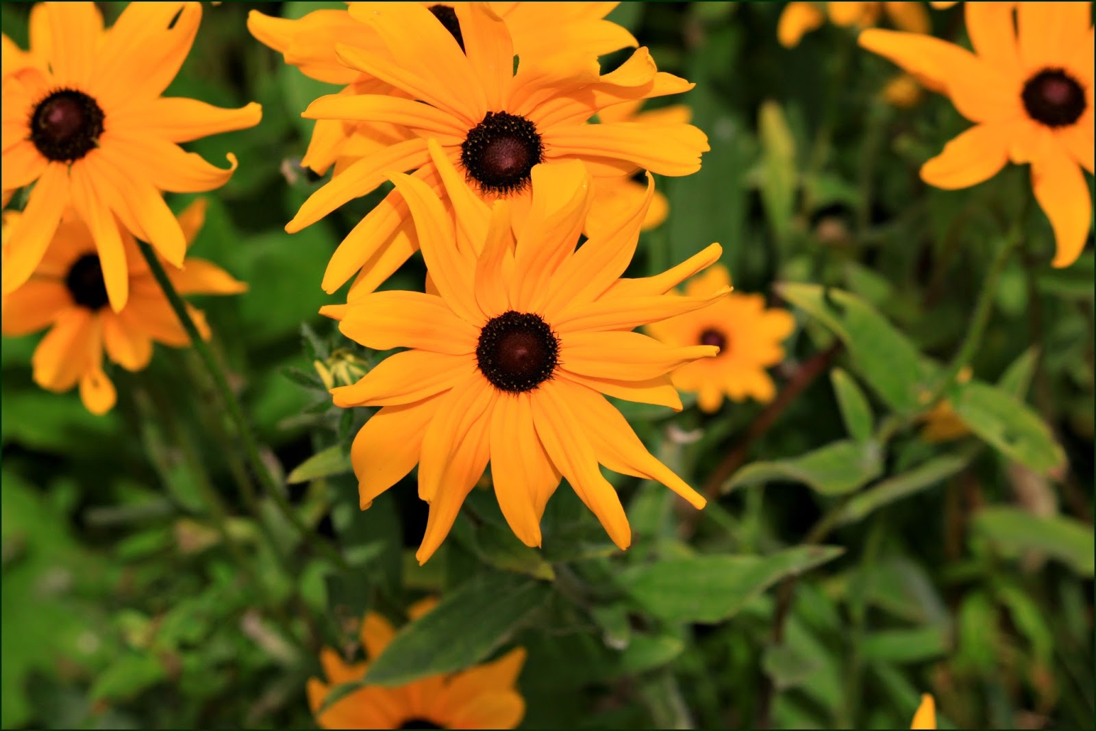 Through Carol's Lens Michigan Wildflowers in July