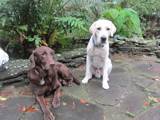A guide dog puppy in training and his chocolate lab friend sitting in front of a koi pond A guide dog puppy in training and his chocolate lab friend sitting in front of a koi pond