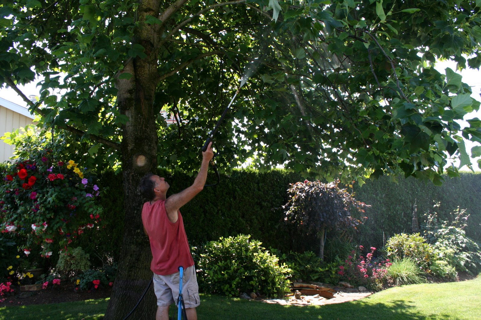 Limelight Hydrangeas In Bloom