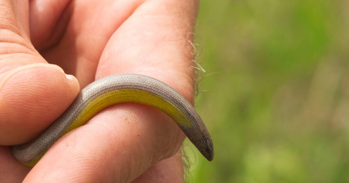 Tejon Ranch Conservancy Blog Wildlife Wednesday Legless Lizards!