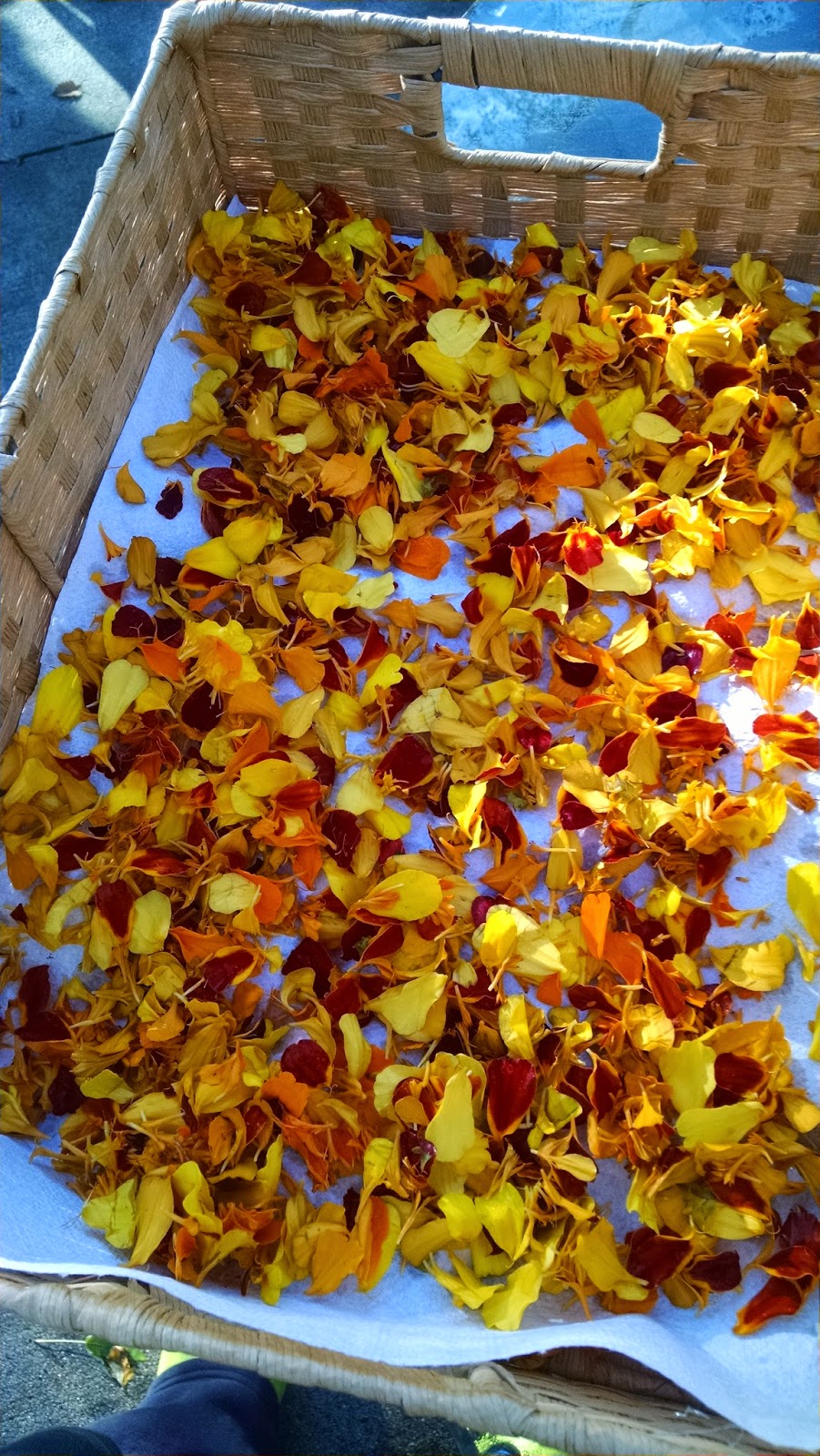 What's Going On... How to Dehydrate Marigold Petals