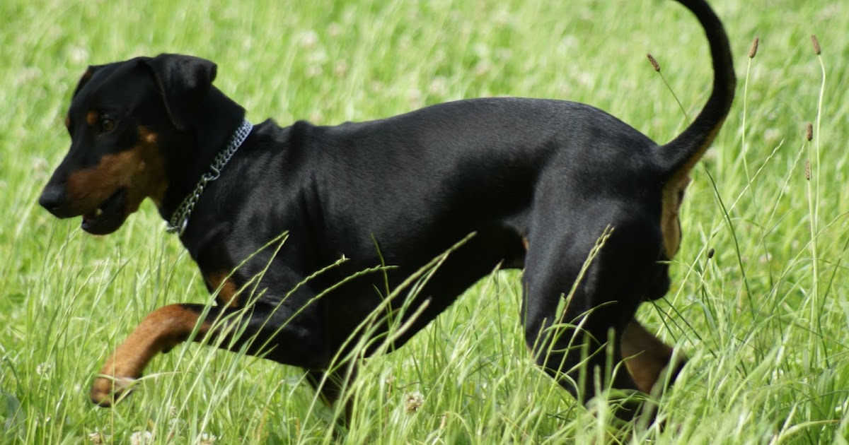 EichsfeldSpiegel Kleiner Lukas (9) vermisst seit Kirmes in Lutter