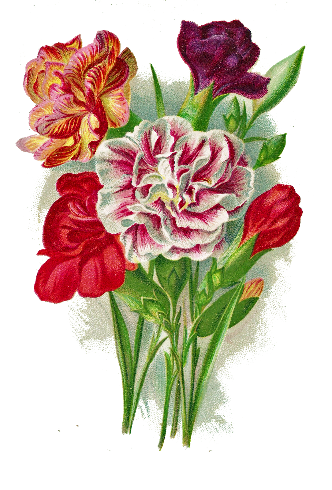 Leaping Frog Designs: Vintage Carnation Bouquet Free PNG Image