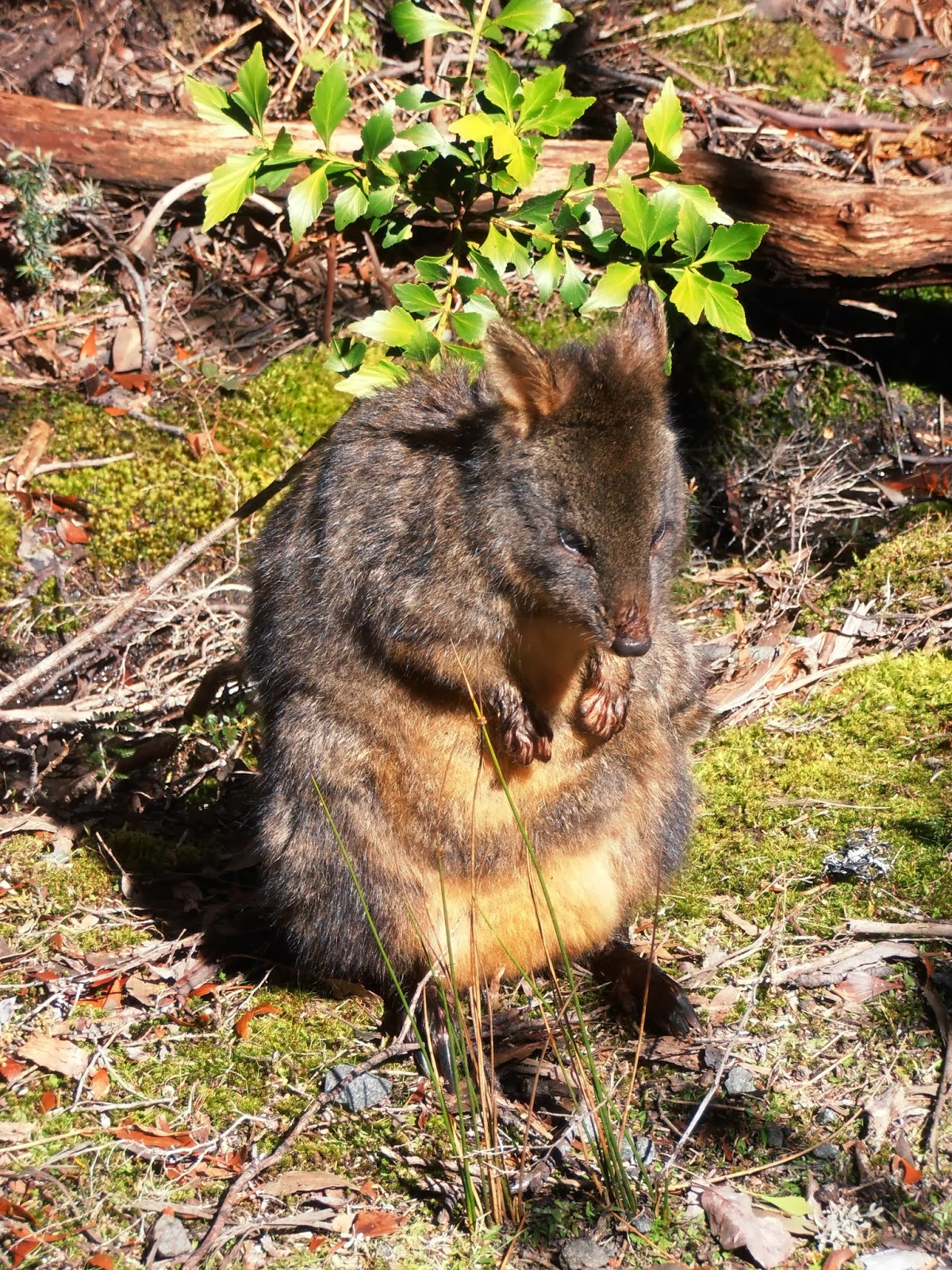 The Clarke S Aussie Adventure 28 October 2013 Queenstown Cabin