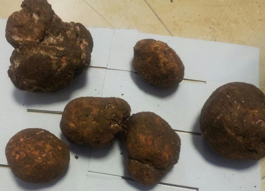 LA COCINA PLURAL CRIADILLAS DE TIERRA, ESPAGUETIS DE CALABACÍN Y HUEVO