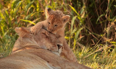 AMOR ENTRE OS ANIMAIS IRRACIONAIS!