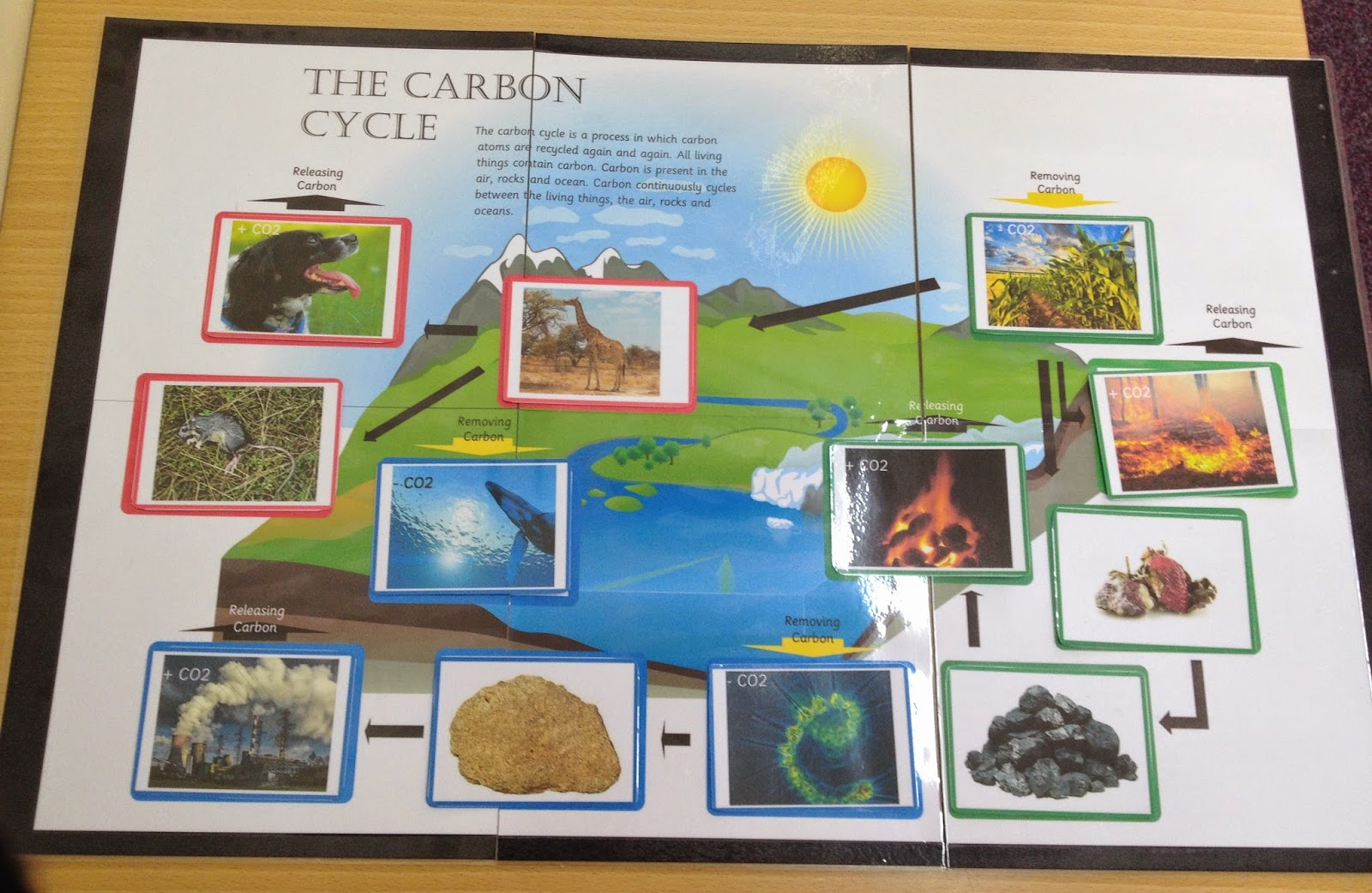THE LEARNING ARK - Elementary Montessori : Carbon Cycle Activities