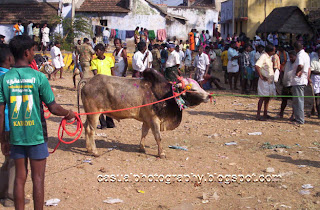 Jallikattu Kaalai