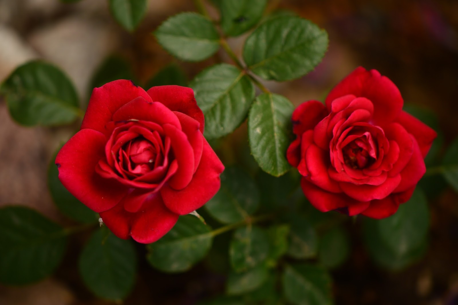 A Small, Sunny Garden The Little Red Rose