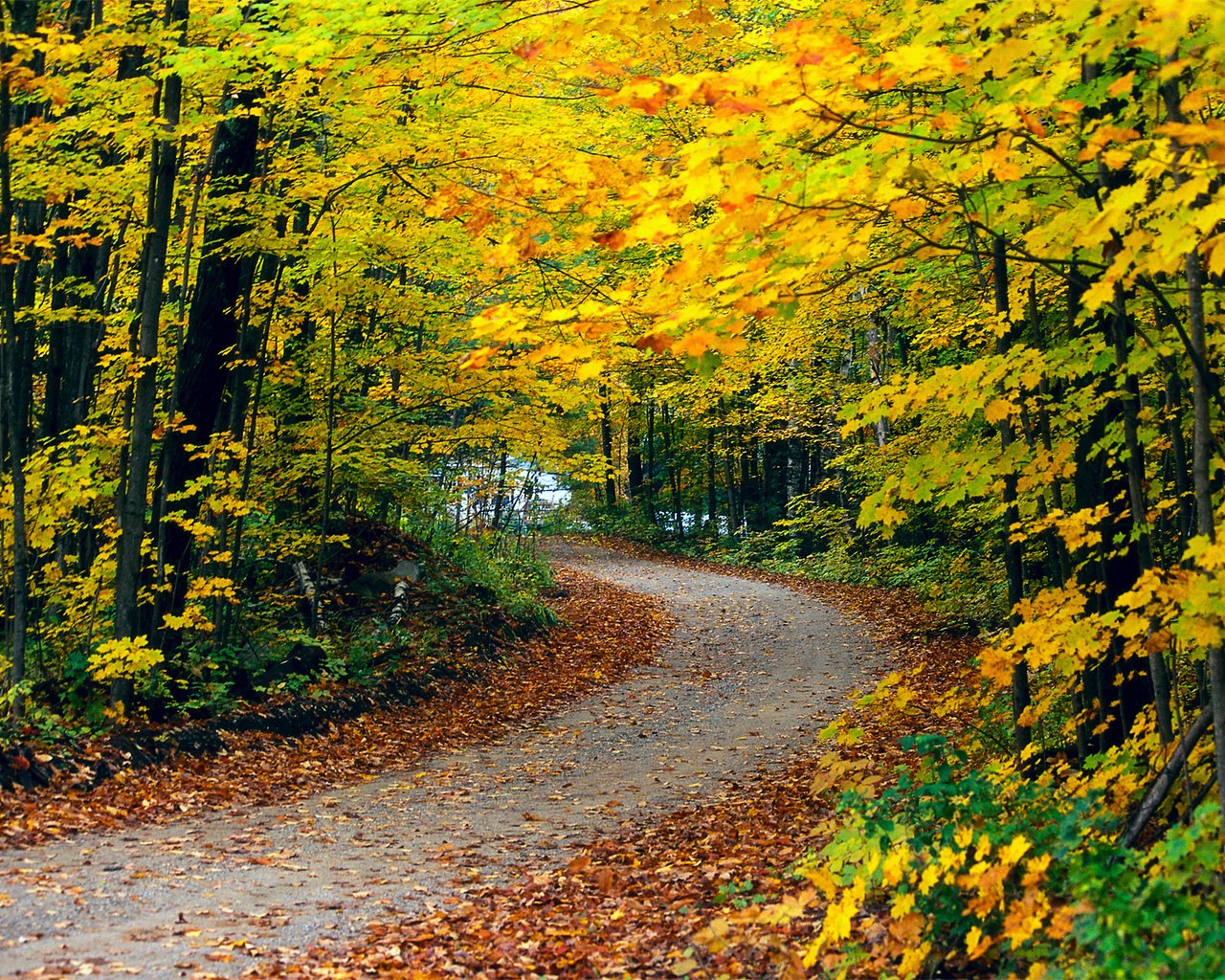 http://1.bp.blogspot.com/-6Hi1wJCnXYU/TpQexLDmhaI/AAAAAAAAAUk/tjmIZmFIcXA/s1600/Autumn_Wallpaper_%252835%2529.jpg