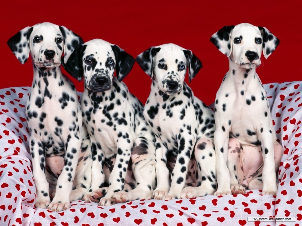 Dalmatian Dog Family Photo Dogs Wallpapers Backgrounds