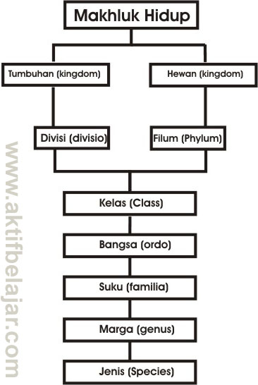 Pengertian Klasifikasi Makhluk Hidup Sistem Klasifikasi Carrolus Linnaeus Aktif Belajar Pengertian Klasifikasi Makhluk Hidup Sistem Klasifikasi Carrolus Linnaeus Aktif Belajar