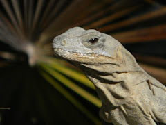 Iguana