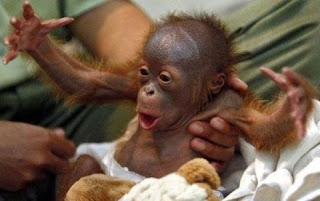 Funny Orangutan