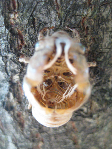 quels sont les animaux qui muent