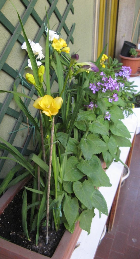 The Balcony Garden