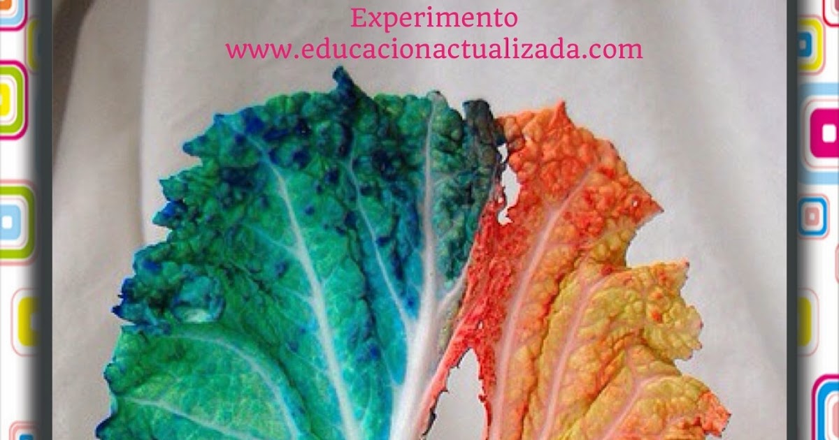 EXPERIMENTO - EL COLOR DE LAS PLANTAS ~ Educación Preescolar, la revista